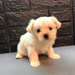 img 20260601 wa0059